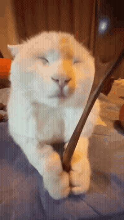 White Cat Laying On Bed Playing With Spoon GIF