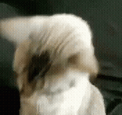 White Cat Laying On Bed Saying Ready Aim GIF