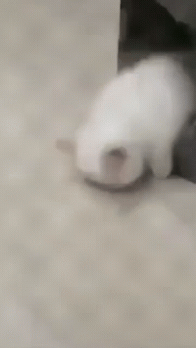 White Cat Laying on Floor Looking