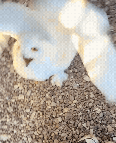 White Cat Laying On Gravel GIF