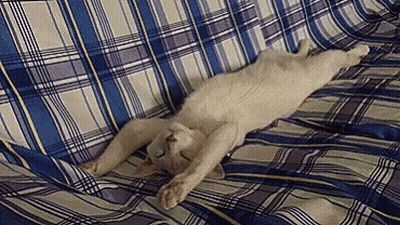 White Cat Laying On Its Back On Bed GIF
