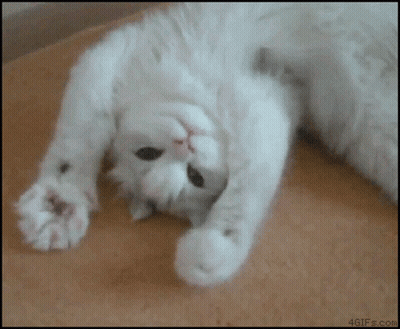 White Cat Laying On Its Back On Blanket GIF