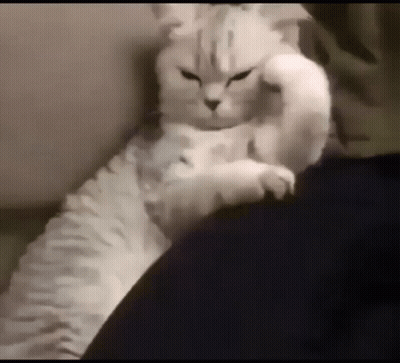 White Cat Laying On Lap Making Fist With Paw GIF