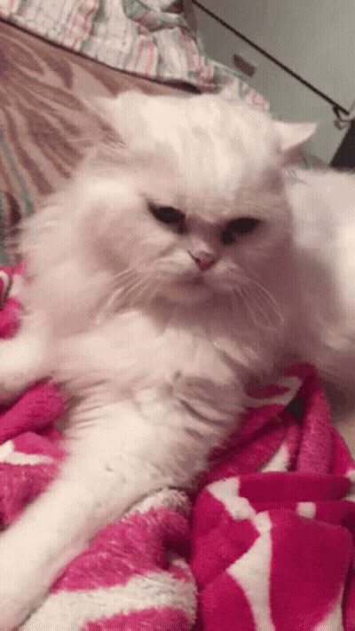 White Cat Laying On Pink Blanket GIF