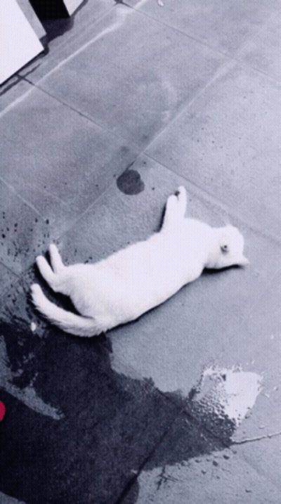 White Cat Laying On Wet Tile Floor GIF