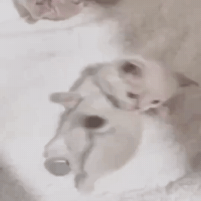 White Cat Laying On White Surface GIF