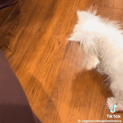 White Cat Laying On Wooden Floor GIF