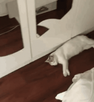 White Cat Laying On Wooden Floor In Front Of Mirror GIF