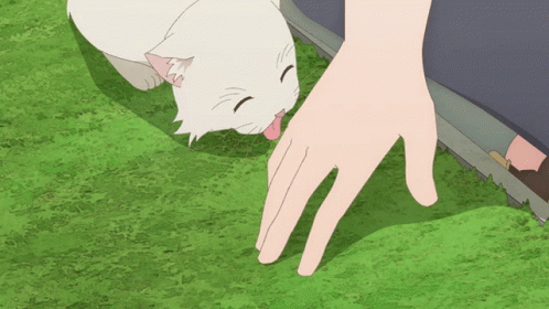 White Cat Licking Hand On Grass GIF