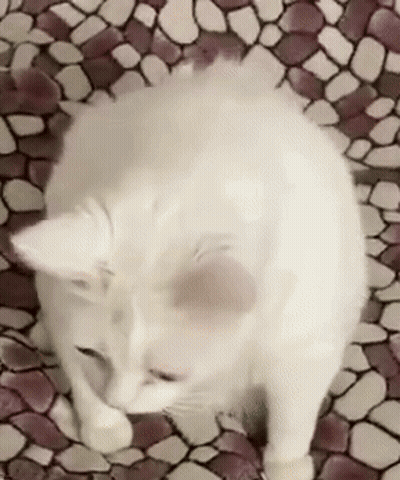 White Cat Licking Paw GIF