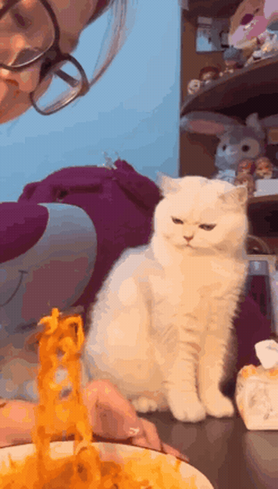 White Cat Looking At Bowl Of Noodles GIF
