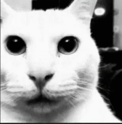 White Cat Looking At Camera Black And White GIF
