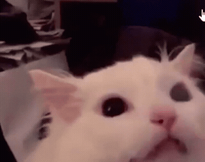White Cat Looking At Camera GIF