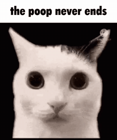 White Cat Looking At Camera The Poop Never Ends GIF