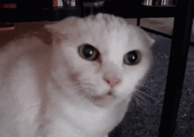 White Cat Looking At Camera GIF