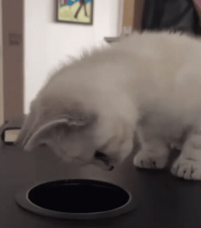White Cat Looking Into Hole In Table GIF