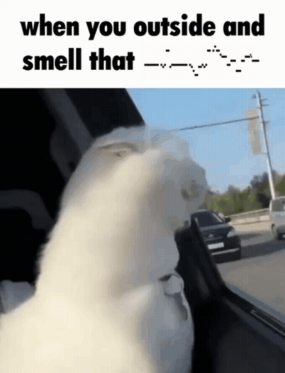 White Cat Looking Out Car Window Saying When You Outside And Smell That GIF