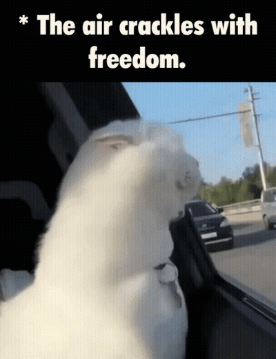 White Cat Looking Out Car Window The Air Crackles With Freedom GIF