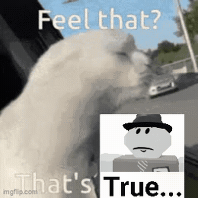 White Cat Looking Out Window Feel That True GIF