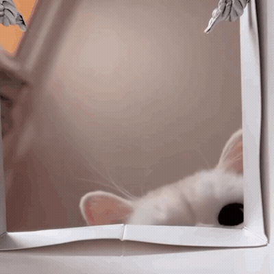 White Cat Looking Out Window GIF