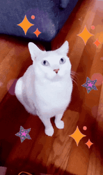 White Cat Looking Up GIF