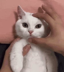 White Cat Lover Face Pinching GIF