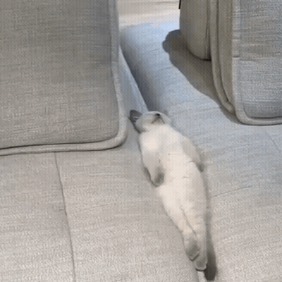 White Cat Lying Crossed Legs GIF