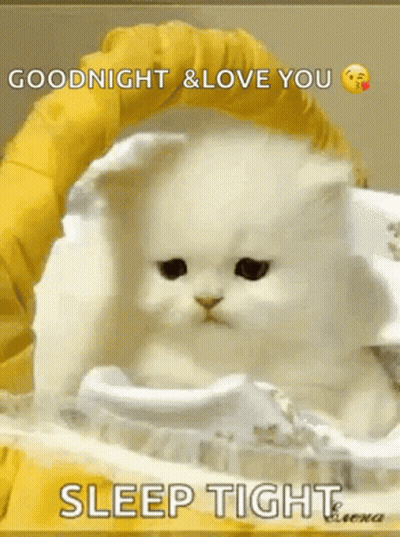 White Cat Lying In Yellow Blanket Saying Goodnight GIF