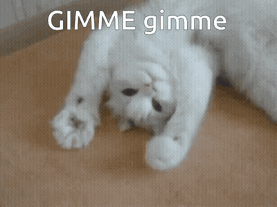 White Cat Lying On Back Gimme Gimme GIF