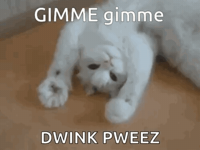 White Cat Lying On Back Saying Gimme Dwink GIF