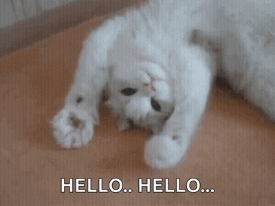 White Cat Lying On Back Saying Hello GIF