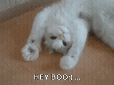 White Cat Lying On Back Saying Hey Boo GIF