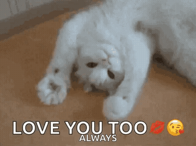 White Cat Lying On Back Saying Love You Too Always GIF