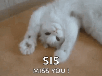 White Cat Lying On Back Sis Miss You GIF