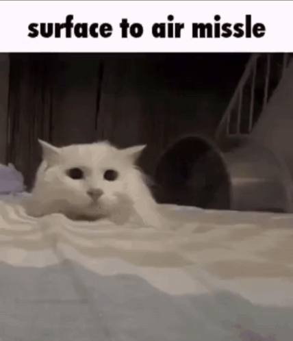 White Cat Lying On Bed GIF