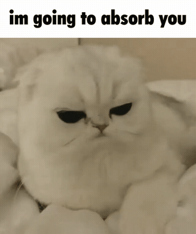 White Cat Lying On Bed Im Going To Absorb You GIF