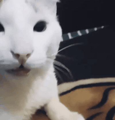 White Cat Lying On Bed GIF
