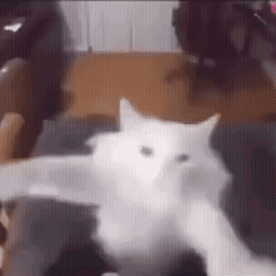 White Cat Lying On Couch GIF