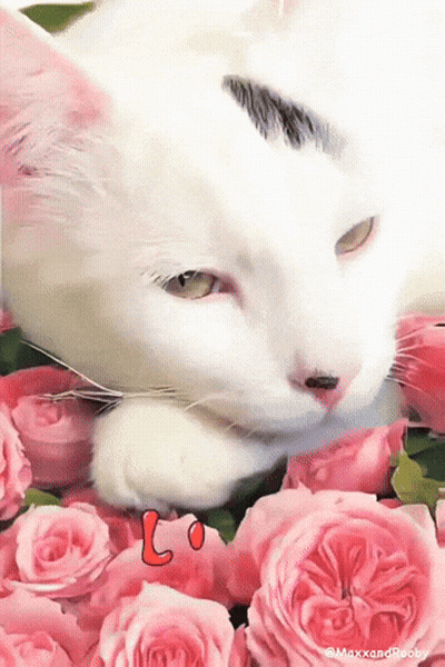 White Cat Lying On Pink Roses GIF
