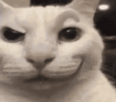 White Cat Making Funny Face