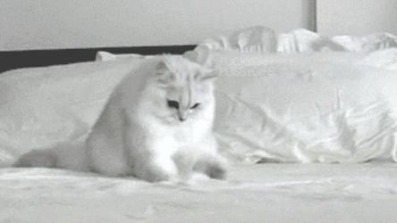 White Cat On Bed GIF