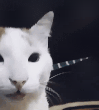 White Cat On Black Background Looking At Camera GIF