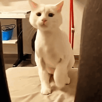 White Cat On Couch Looking At Camera GIF