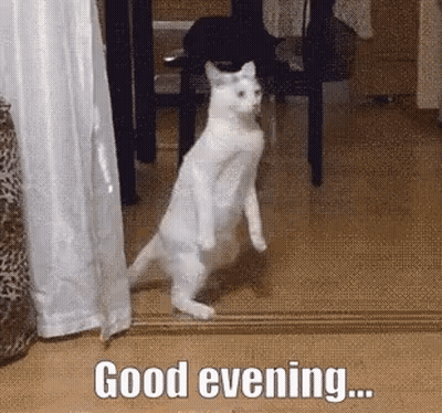 White Cat On Hind Legs Saying Good Evening GIF