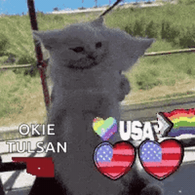 White Cat On Hind Legs With Rainbow Flag And Hearts GIF