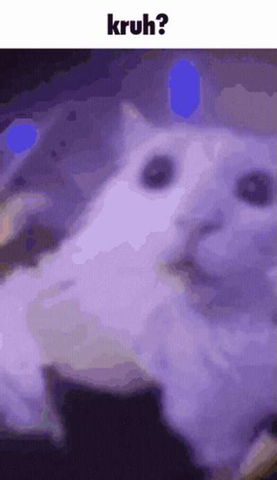 White Cat On Purple Background With Kruh GIF