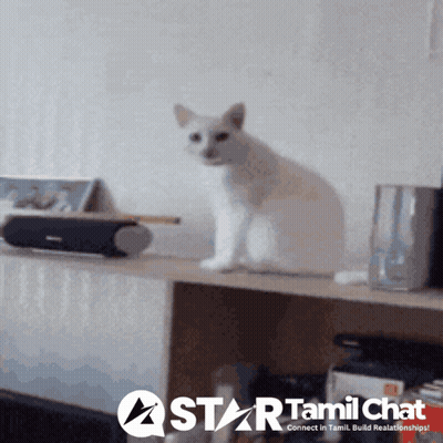 White Cat On Shelf With Star Tamil Chat Logo GIF