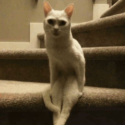 White Cat On Stairs Looking At Camera GIF
