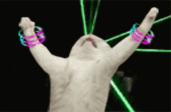 White Cat Party Laser Light GIF