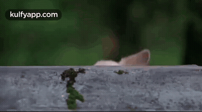White Cat Peeking Over Fence GIF